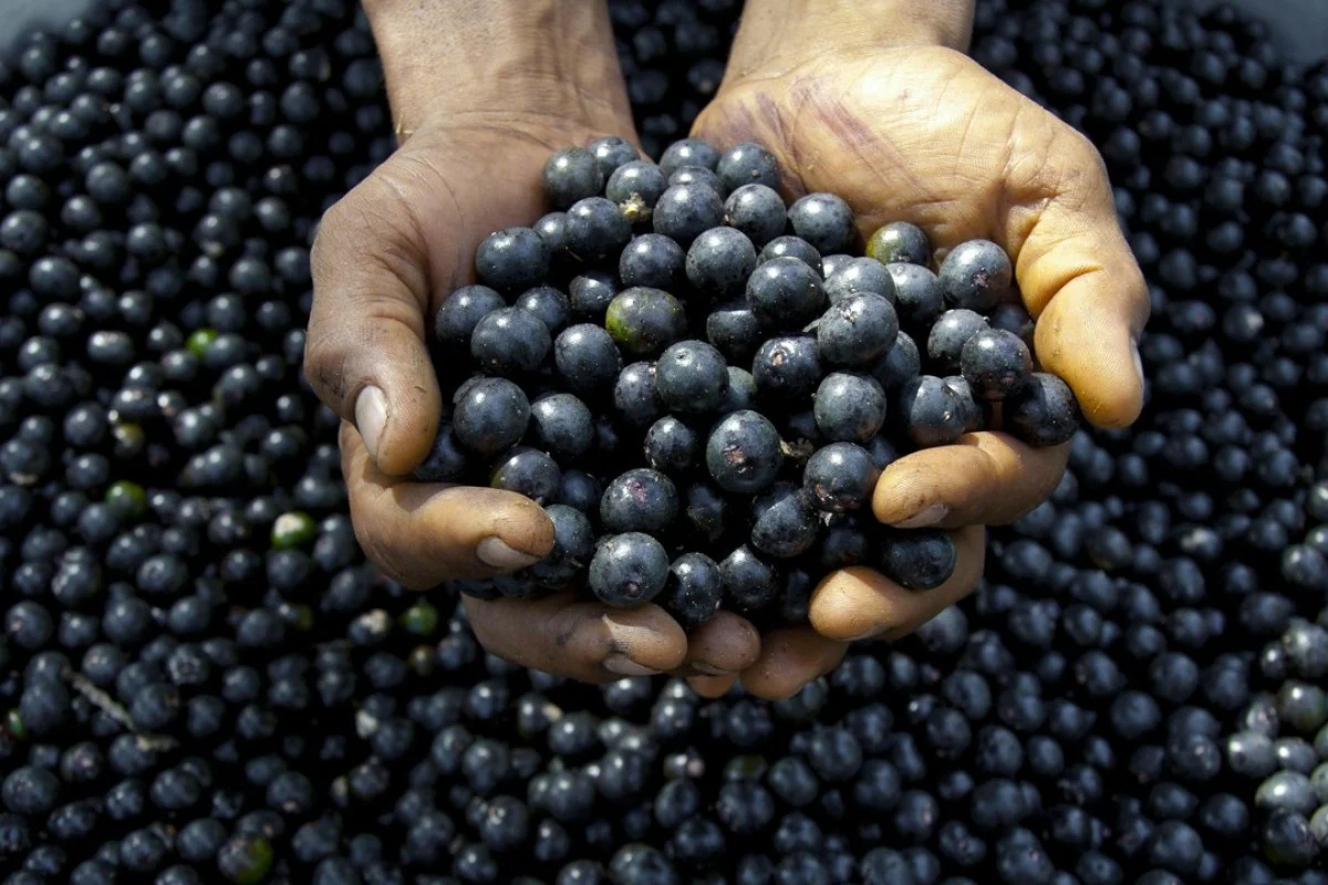 Acai uogos nauda sveikatai, mityba, dieta ir rizika