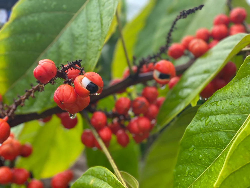 Guarana vaisiaus nauda ir naudojimas