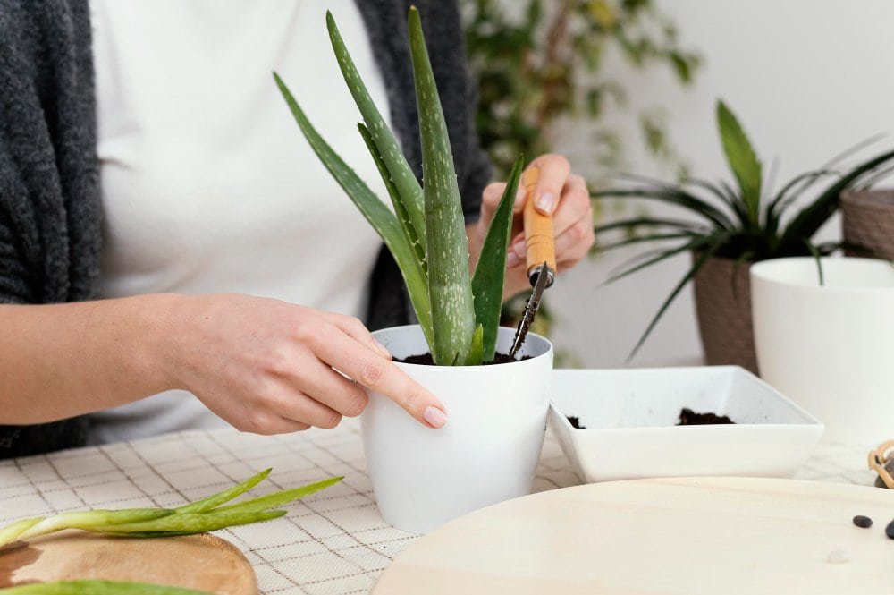Aloe Vera – Savybės, nauda ir naudojimo būdai 4 Aloe Vera auginimas namuose