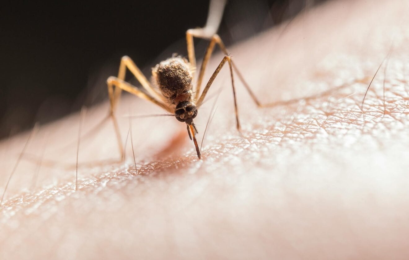 Kodėl vienų žmonių uodų įkandimai yra niežtesni nei kitų? Naujas tyrimas rodo atsakymą 1 Kodėl vienų žmonių uodų įkandimai yra niežtesni nei kitų Naujas tyrimas rodo atsakymą