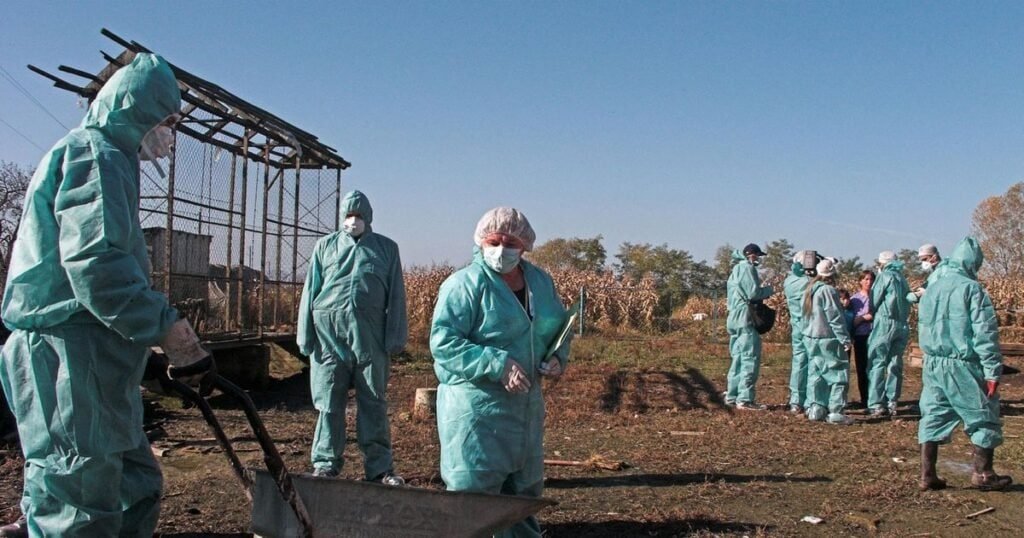 Brazilija aptiko paukščių gripą laukiniuose paukščiuose, tiria galimą atvejį komerciniame ūkyje 2 pauksciu gripa laukiniuose pauksciuose